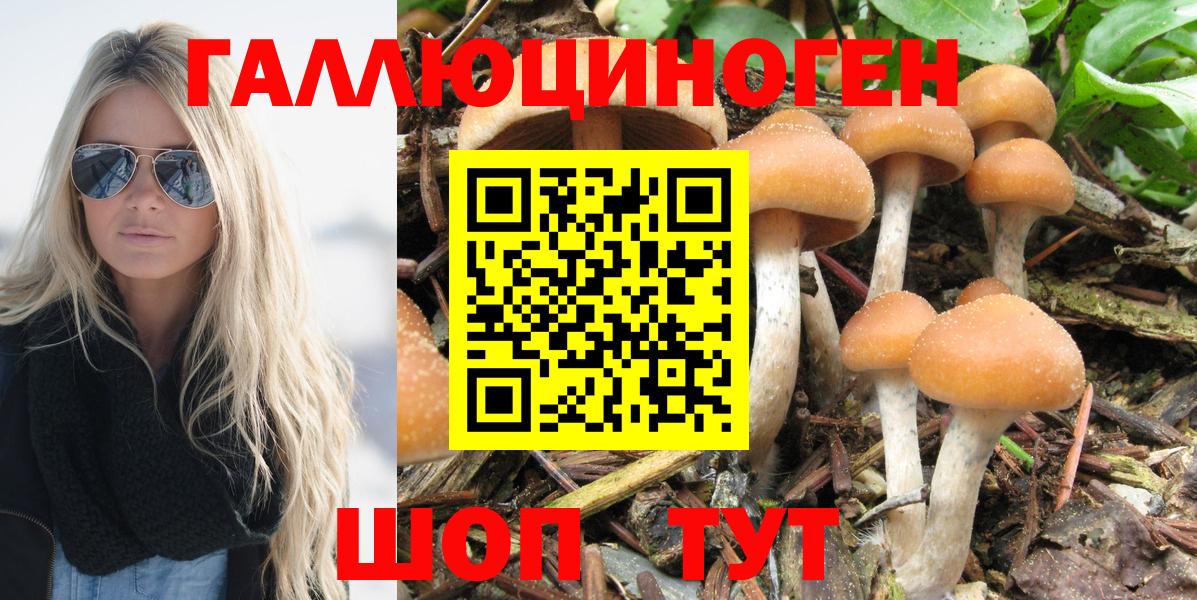 Зеленогорск  Псилоцибиновые грибы Psilocybe  Вход с VPN 